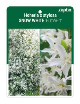 Hoheria x stylosa SNOW WHITE 'HUTWHIT'