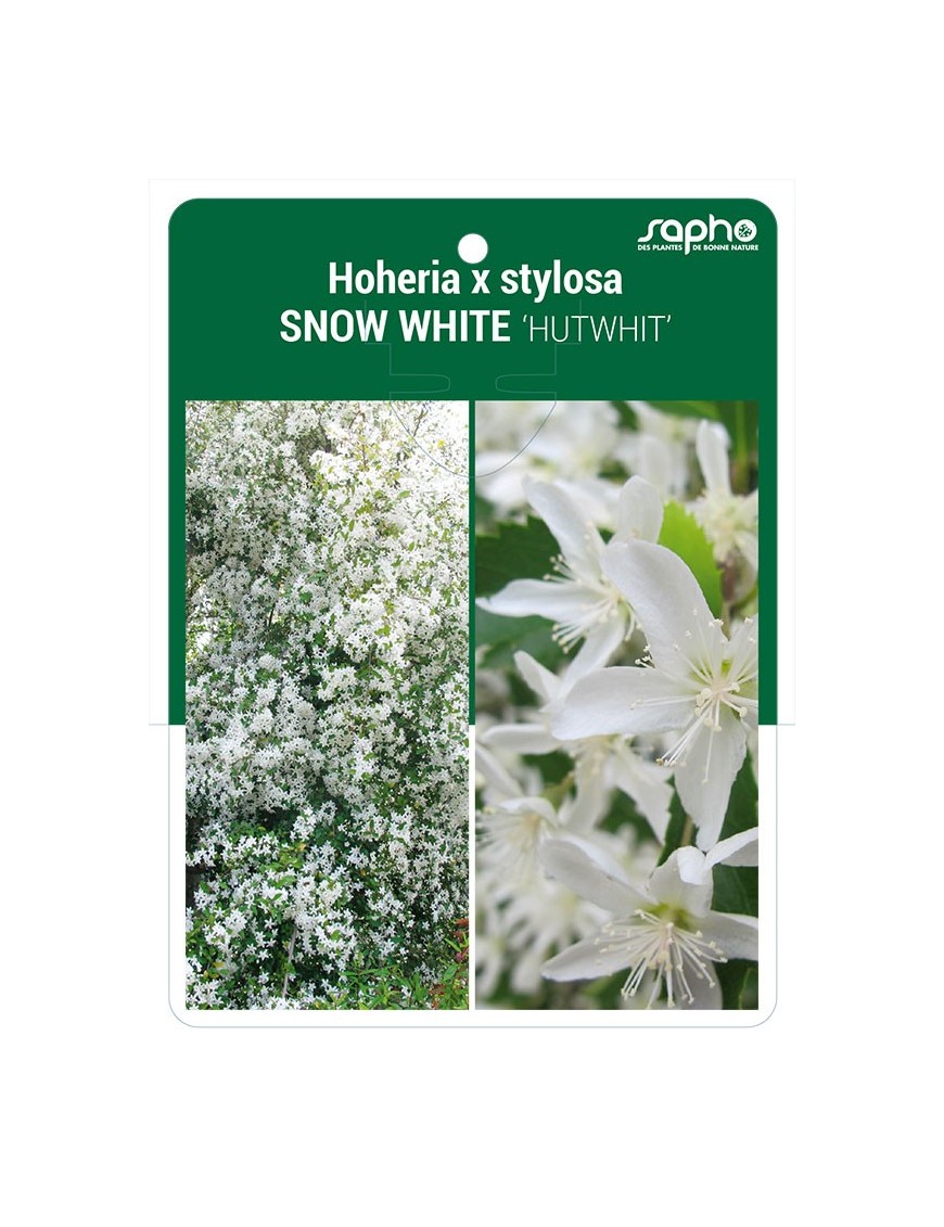 Hoheria x stylosa SNOW WHITE 'HUTWHIT'