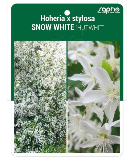 Hoheria x stylosa SNOW WHITE 'HUTWHIT'