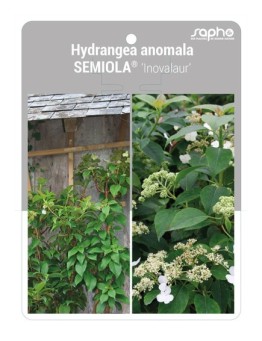 Hydrangea anomala SEMIOLA® ‘Inovalaur’