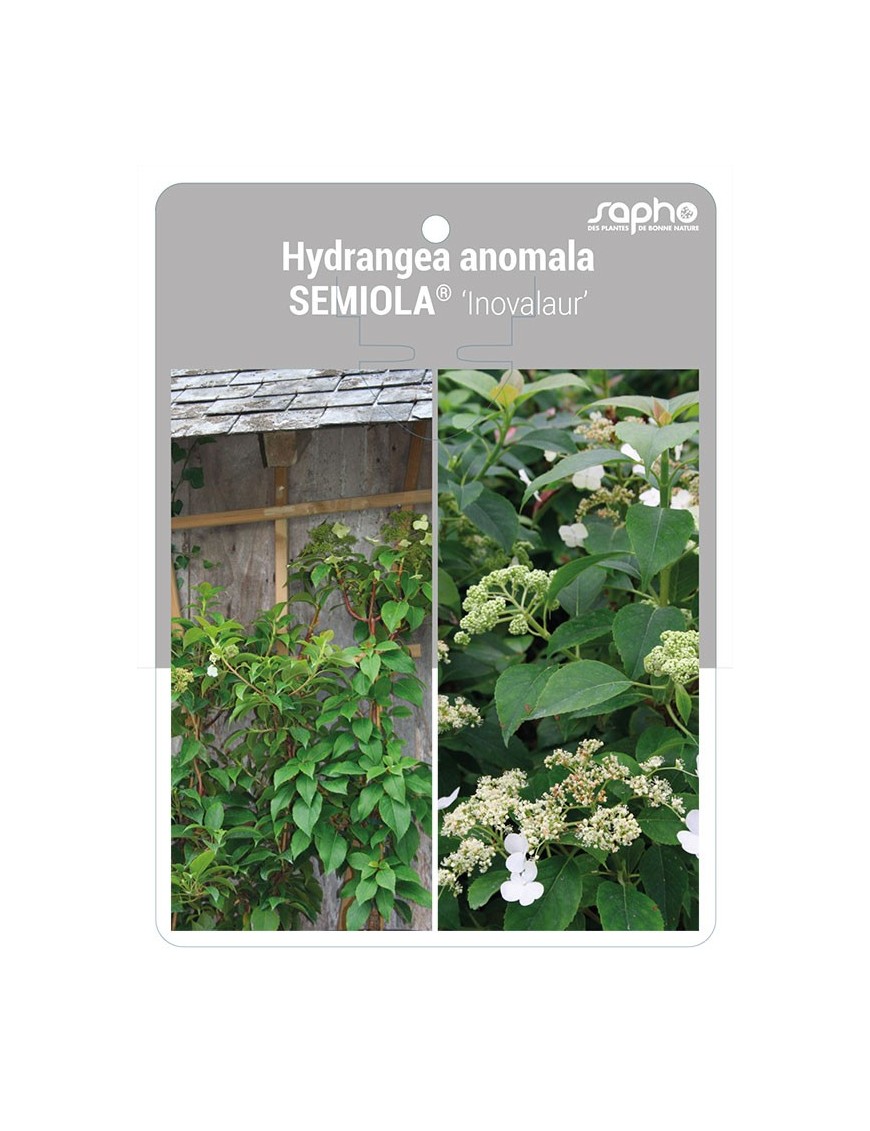 Hydrangea anomala SEMIOLA® ‘Inovalaur’