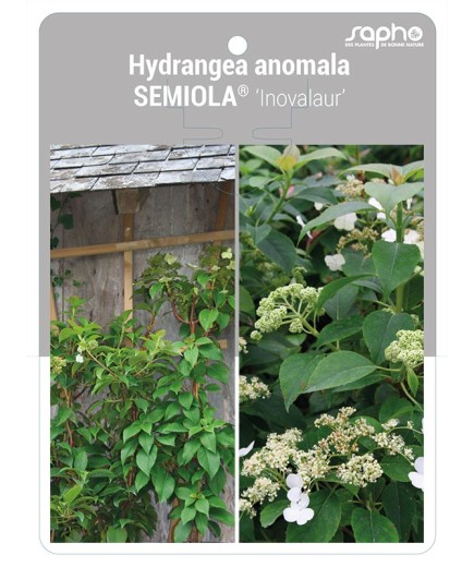 Hydrangea anomala SEMIOLA® ‘Inovalaur’