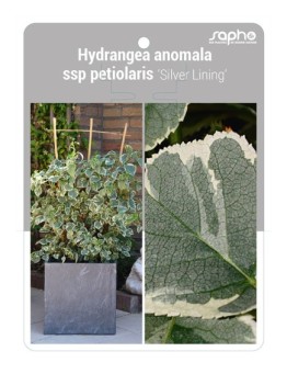 Hydrangea anomala ssp petiolaris 'Silver Lining'