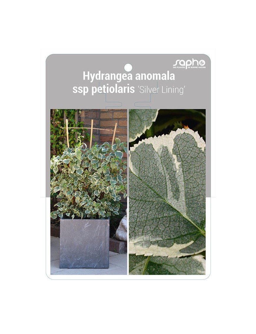 Hydrangea anomala ssp petiolaris 'Silver Lining'