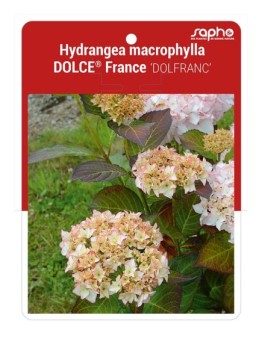 Hydrangea macrophylla DOLCE® France 'DOLFRANC'