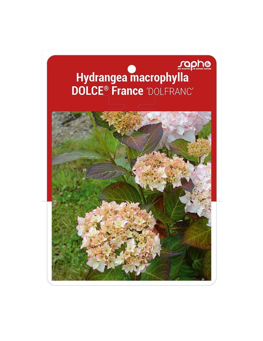 Hydrangea macrophylla DOLCE® France 'DOLFRANC'