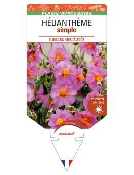 HÉLIANTHÈME SIMPLE (rose) *