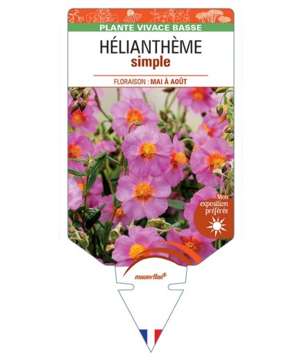 HÉLIANTHÈME SIMPLE (rose) *
