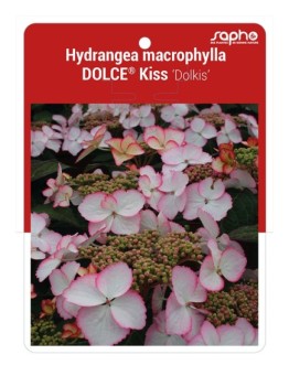 Hydrangea macrophylla DOLCE® Kiss ‘Dolkis’