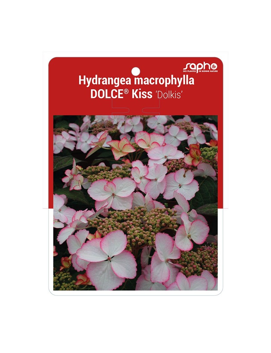 Hydrangea macrophylla DOLCE® Kiss ‘Dolkis’