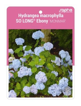 Hydrangea macrophylla SO LONG® Ebony 'MONMAR'