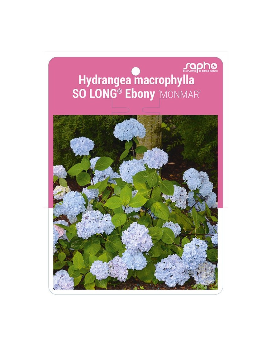 Hydrangea macrophylla SO LONG® Ebony 'MONMAR'