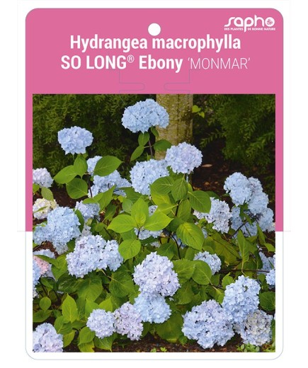 Hydrangea macrophylla SO LONG® Ebony 'MONMAR'