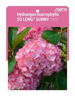 Hydrangea macrophylla SO LONG® SUNNY 'TK02'