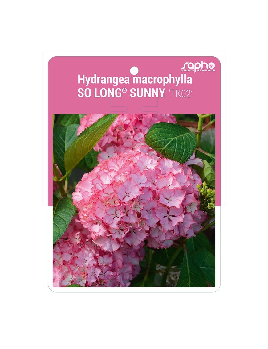 Hydrangea macrophylla SO LONG® SUNNY 'TK02'