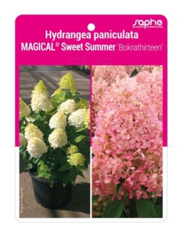 Hydrangea paniculata MAGICAL® Sweet Summer 'Bokrathirteen'