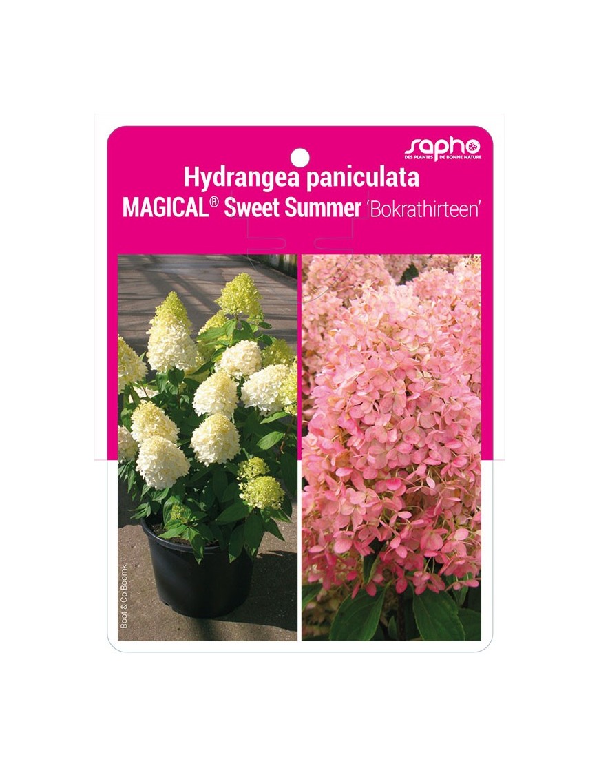 Hydrangea paniculata MAGICAL® Sweet Summer 'Bokrathirteen'