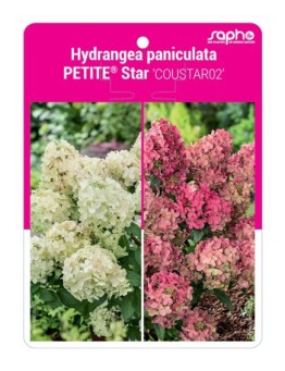 Hydrangea paniculata PETITE® Star ‘COUSTAR02’