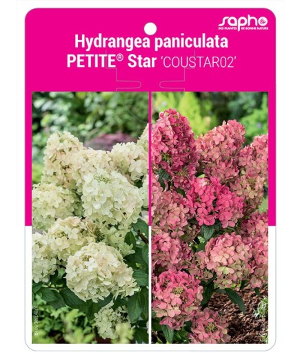 Hydrangea paniculata PETITE® Star ‘COUSTAR02’