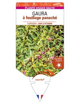 GAURA (lindheimeri) à feuillage panaché
