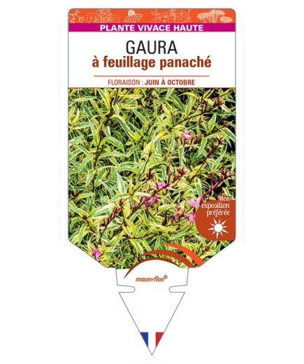 GAURA (lindheimeri) à feuillage panaché