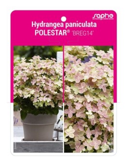Hydrangea paniculata POLESTAR® 'BREG14'