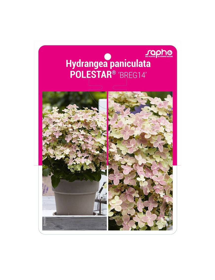 Hydrangea paniculata POLESTAR® 'BREG14'