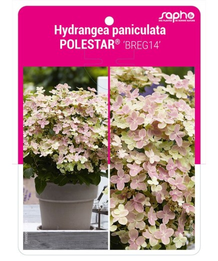 Hydrangea paniculata POLESTAR® 'BREG14'