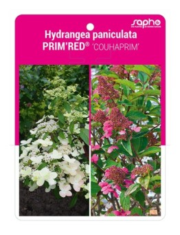 Hydrangea paniculata PRIM'RED® 'COUHAPRIM'