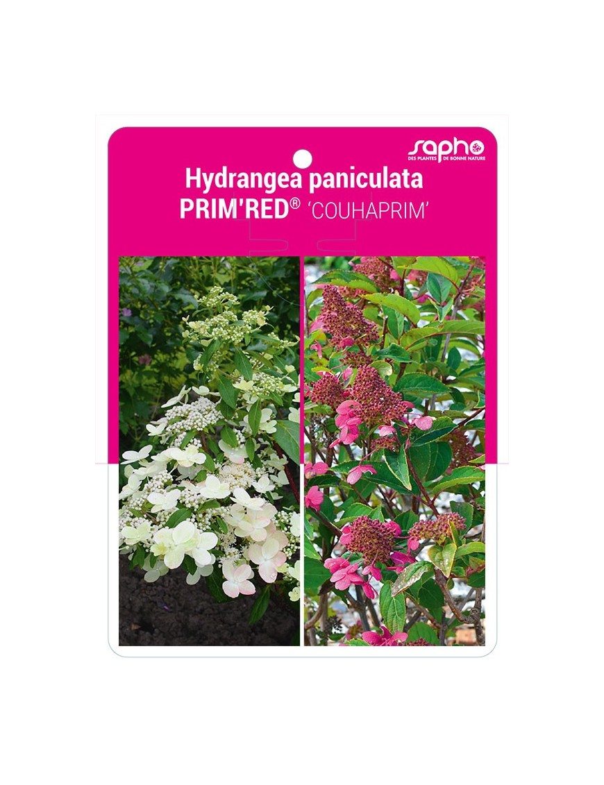 Hydrangea paniculata PRIM'RED® 'COUHAPRIM'