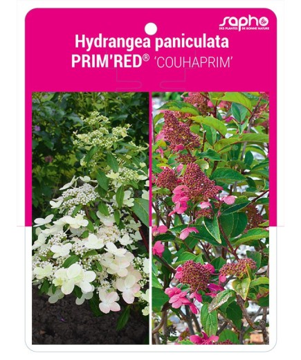 Hydrangea paniculata PRIM'RED® 'COUHAPRIM'