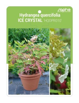 Hydrangea quercifolia ICE CRYSTAL 'HQOPR010'