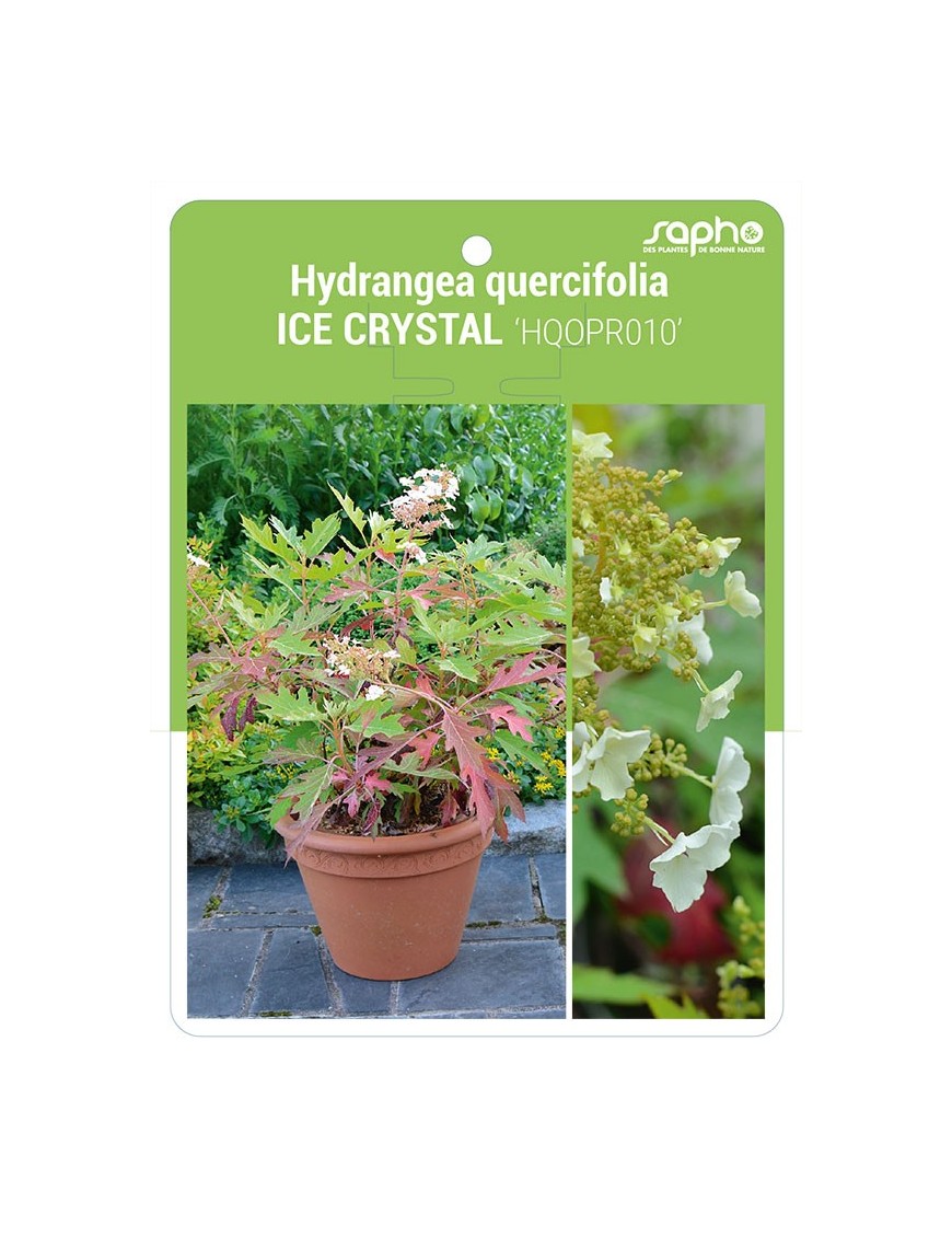 Hydrangea quercifolia ICE CRYSTAL 'HQOPR010'