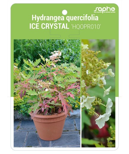 Hydrangea quercifolia ICE CRYSTAL 'HQOPR010'