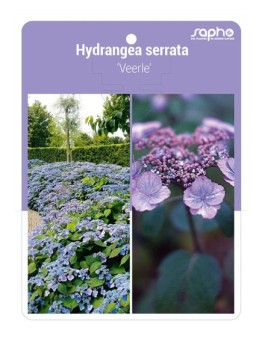 Hydrangea serrata 'Veerle'