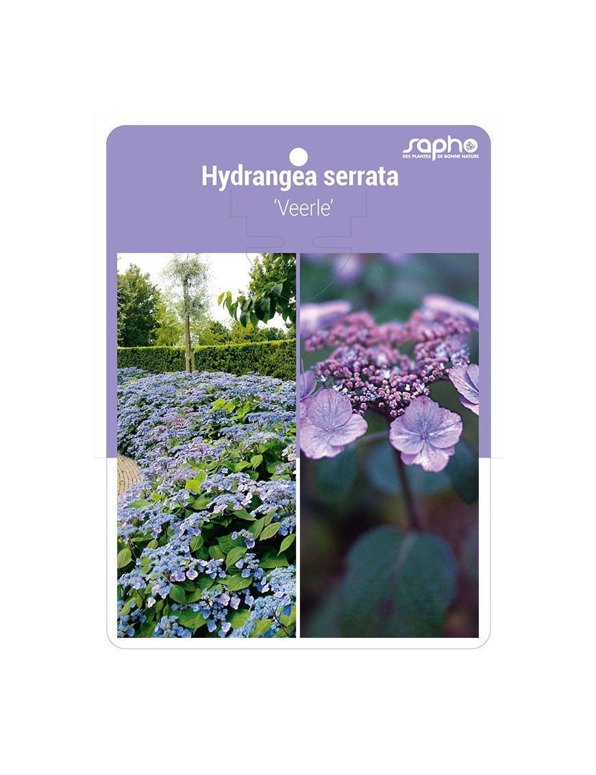 Hydrangea serrata 'Veerle'
