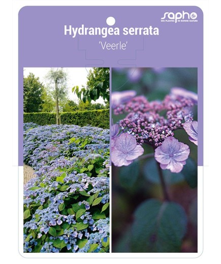 Hydrangea serrata 'Veerle'