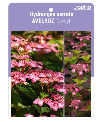 Hydrangea serrata AVELROZ 'Dolmyf'