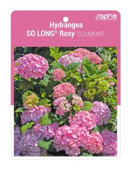 Hydrangea SO LONG® Rosy 'COUMONT'