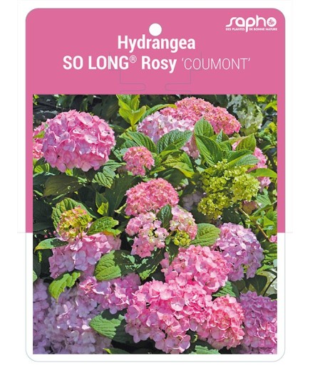 Hydrangea SO LONG® Rosy 'COUMONT'