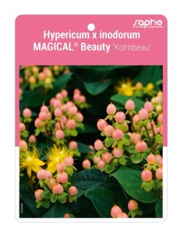 Hypericum x inodorum MAGICAL® Beauty 'Kolmbeau'