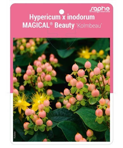 Hypericum x inodorum MAGICAL® Beauty 'Kolmbeau'