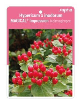 Hypericum x inodorum MAGICAL® Impression 'Kolmagimpre'