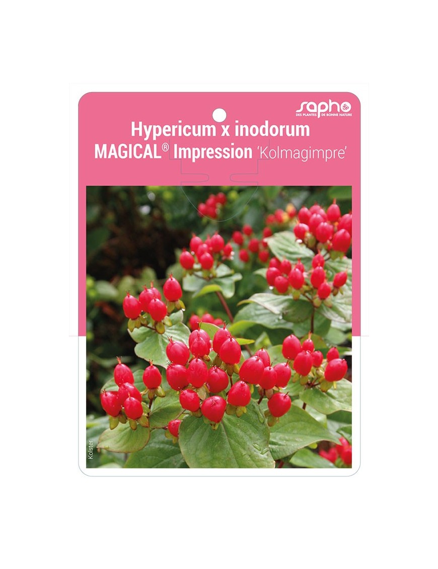 Hypericum x inodorum MAGICAL® Impression 'Kolmagimpre'