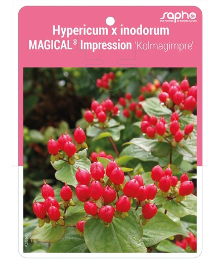 Hypericum x inodorum MAGICAL® Impression 'Kolmagimpre'