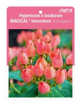 Hypericum x inodorum MAGICAL® Innocence 'Kolmaginno'