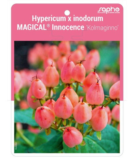 Hypericum x inodorum MAGICAL® Innocence 'Kolmaginno'