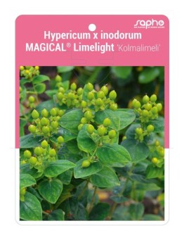 Hypericum x inodorum MAGICAL® Limelight 'Kolmalimeli'