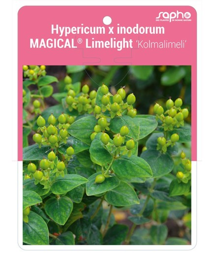 Hypericum x inodorum MAGICAL® Limelight 'Kolmalimeli'