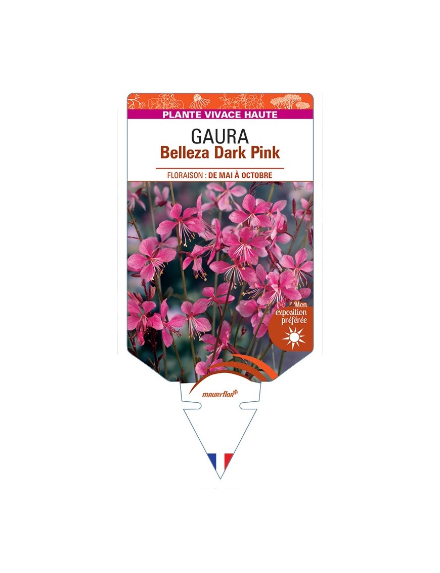 GAURA (lindheimeri) Belleza Dark Pink
